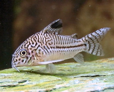 CORYDORAS JULII